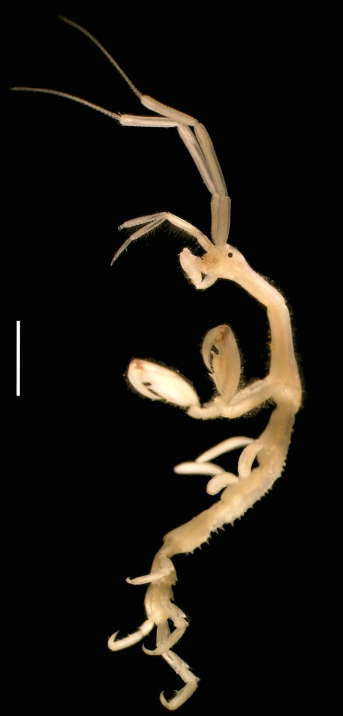 Image of Caprella mutica